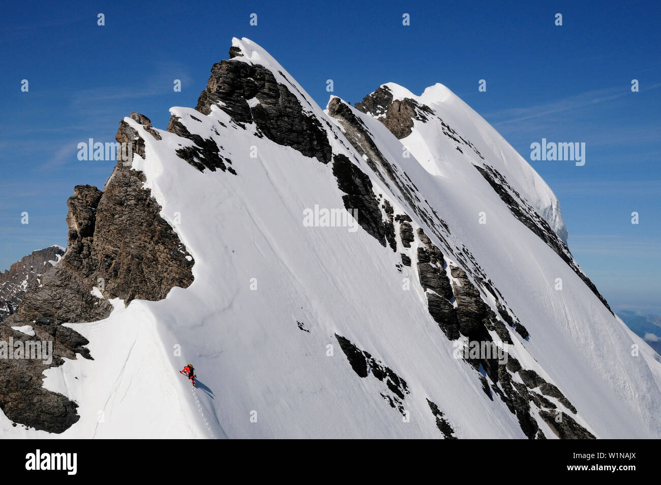 Alpinista sul crinale del Blümlisalp, traversa di Blümlisalp 3661] (m), Alpi Bernesi, Svizzera Foto Stock