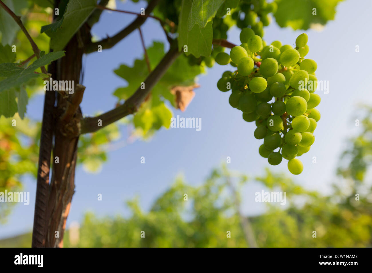 Grapevine, Gumpoldskirchen, bacino di Vienna, Austria Inferiore, Austria Foto Stock