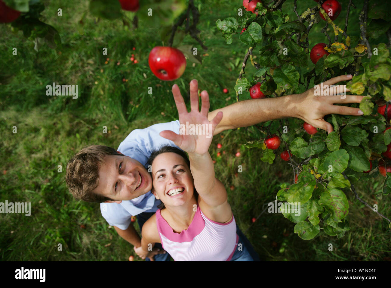 Giovane sotto un albero di mele, donna per raggiungere un apple, Stiria, Austria Foto Stock