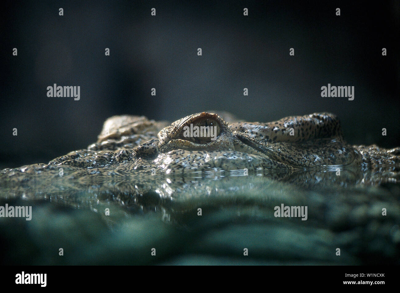 Coccodrillo Crocodylus porosus, , Kakadu NP, Territorio del Nord Australia Foto Stock