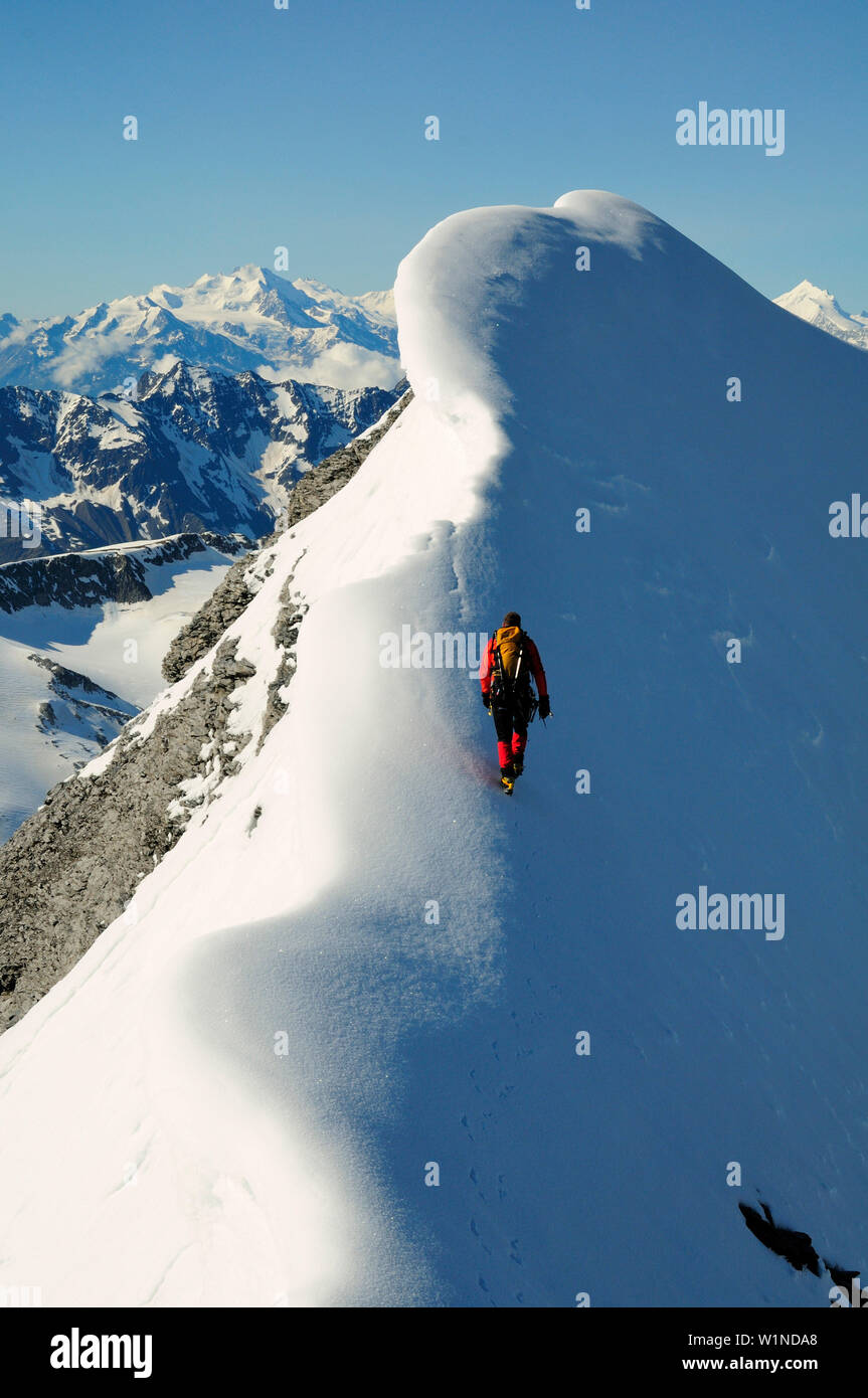 Alpinista sul crinale di Wisse Frau, Blümlisalp 3661] (m), Alpi Bernesi, Svizzera Foto Stock