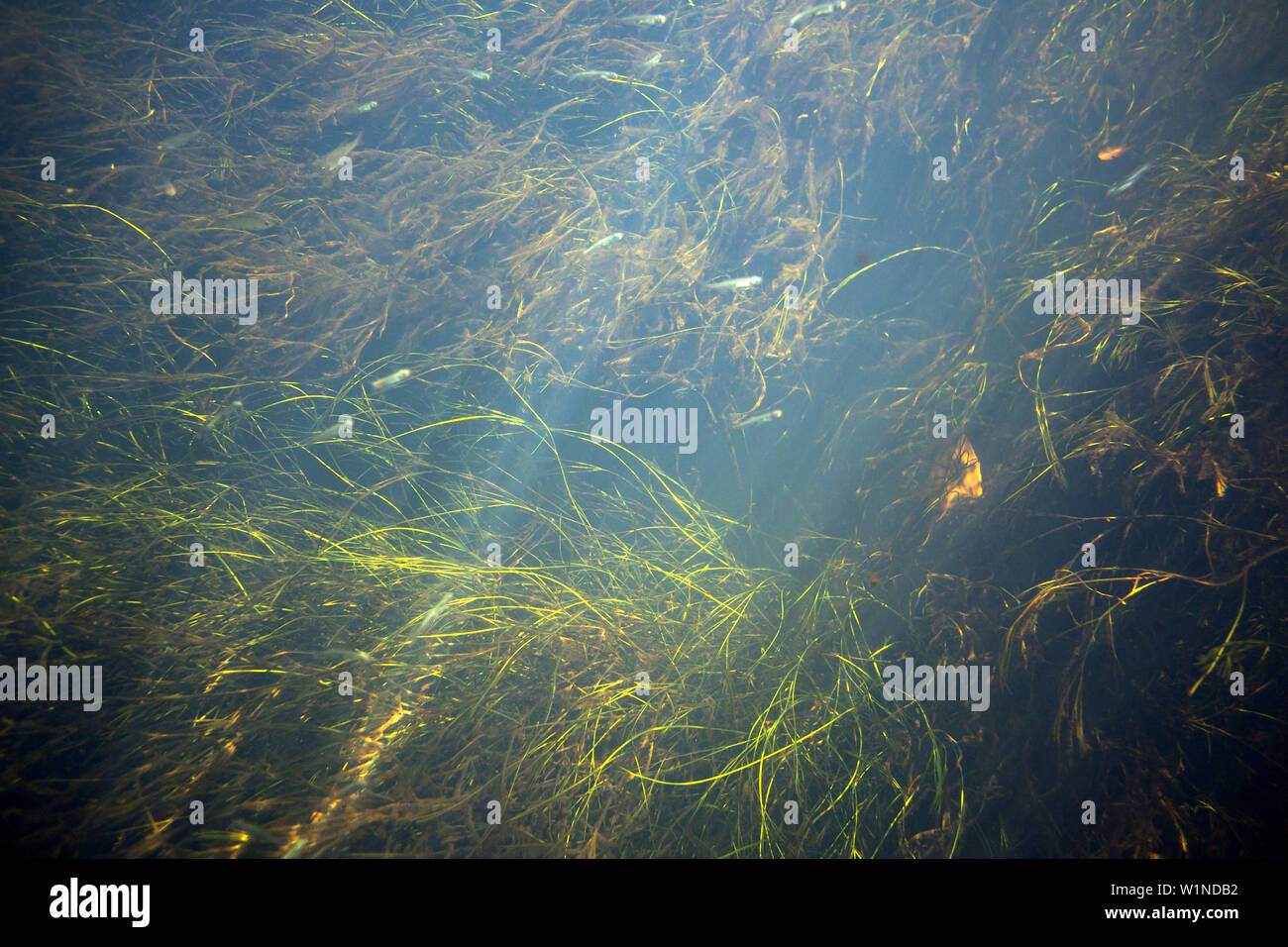 Vegetazione sottomarina inondati di luce nella direzione di flusso del fiume Spreewaldfliess, riserva della biosfera, Schlepzig, Brandeburgo, Germania Foto Stock