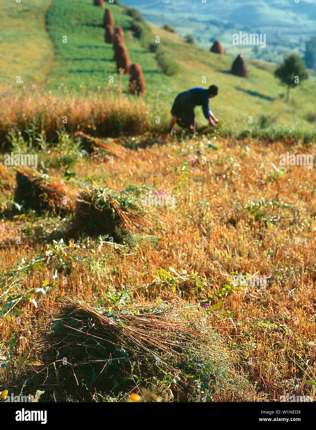 Contadina, Maramures Romania Foto Stock