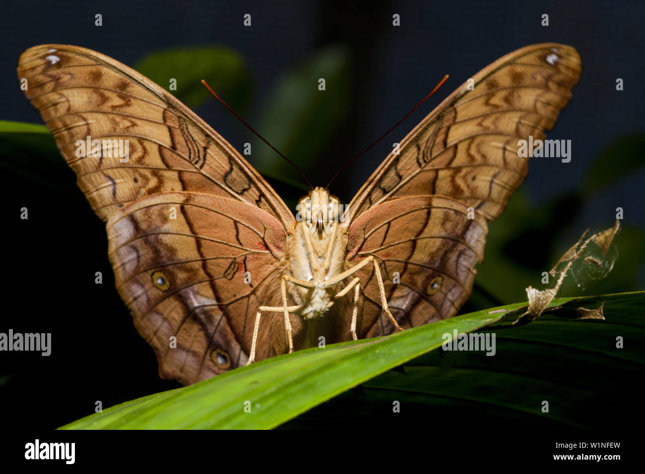 L incrociatore Butterfly, Vidula arsinoe, Queensland, Australia Foto Stock