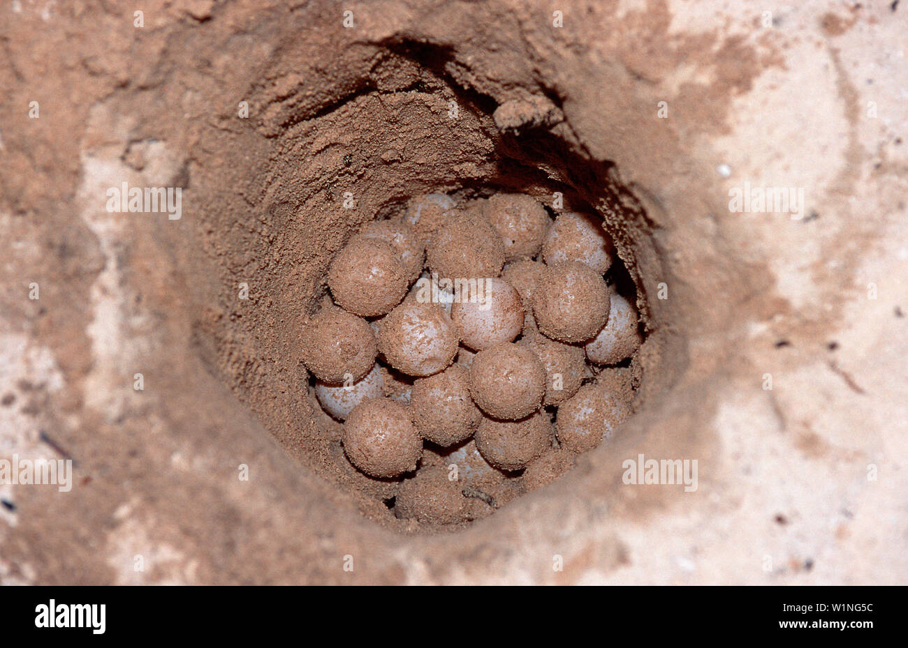 Schildkroeteneier, Eier, nido di uova di tartaruga, tartaruga e uova di tartaruga, Chelonia Mydas Foto Stock