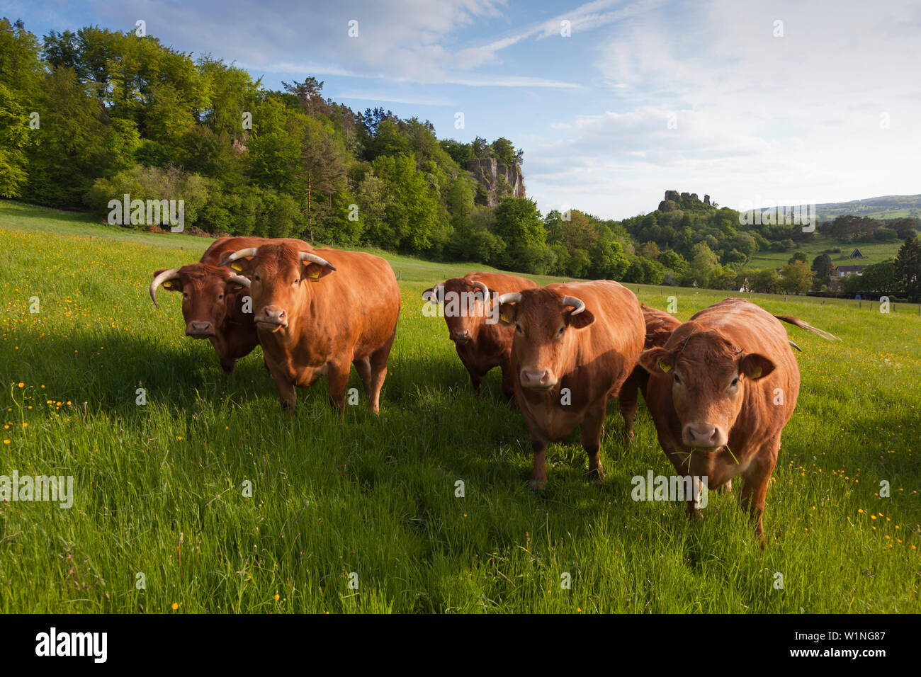Bestiame al pascolo nella parte anteriore del Dolomit rocce, vicino a Gerolstein, Eifelsteig Hiking trail, Vulkaneifel, Eifel, Renania-Palatinato, Germania Foto Stock