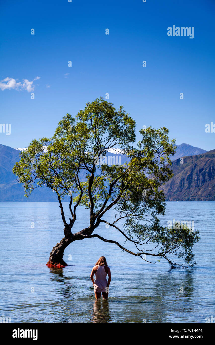 Un giovane visitatore passeggiate fuori l'iconica " Lone Tree" nel lago, lago Wanaka, Regione di Otago, Isola del Sud, Nuova Zelanda Foto Stock