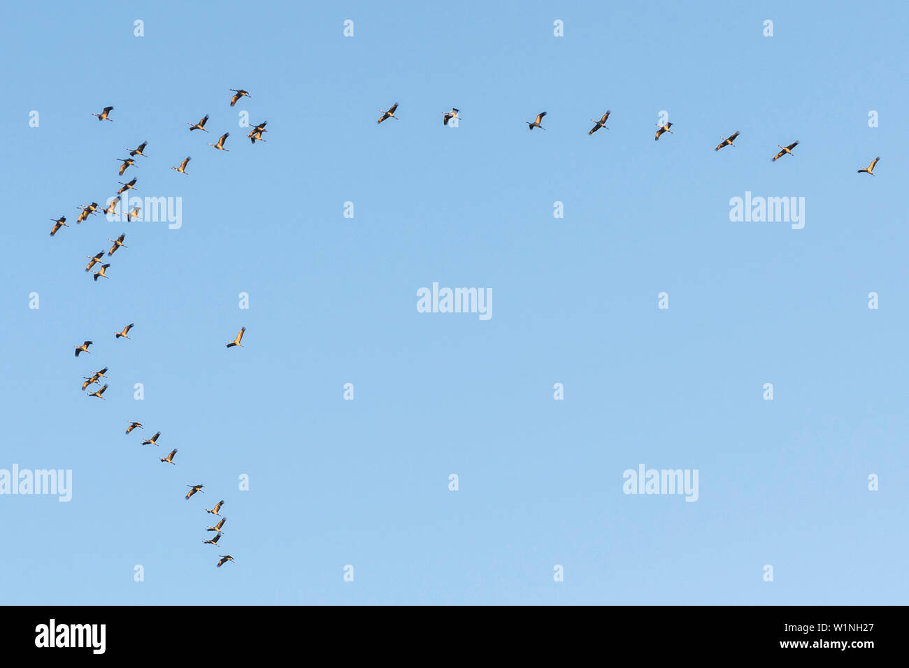 Gru grande gregge in volo di formazione sotto il cielo blu di sera Sun ad alta altitudine, Linum nel Brandeburgo, a nord di Berlino, Germania Foto Stock