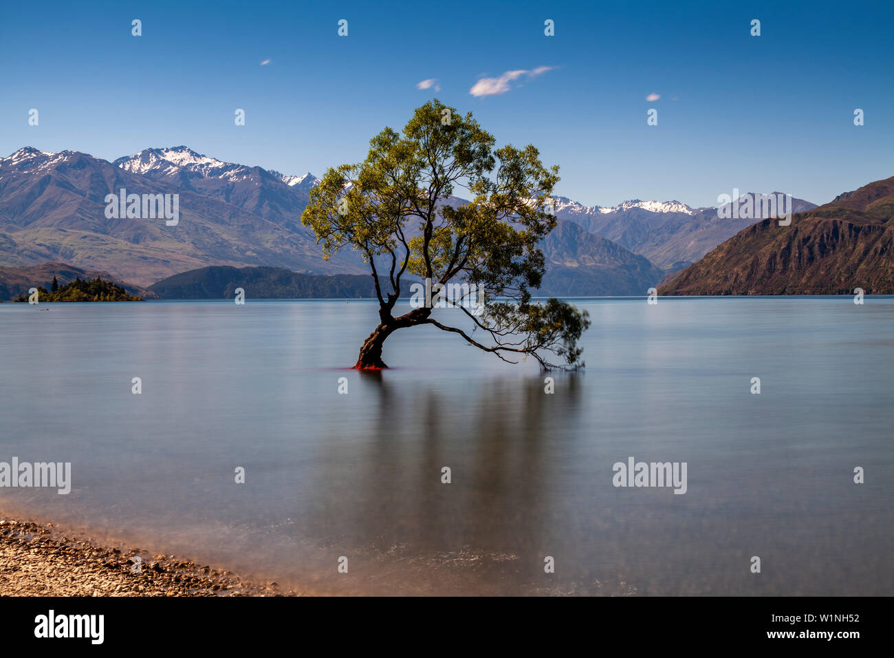 L'iconico "Lone Tree" nel lago, lago Wanaka, Regione di Otago, Isola del Sud, Nuova Zelanda Foto Stock