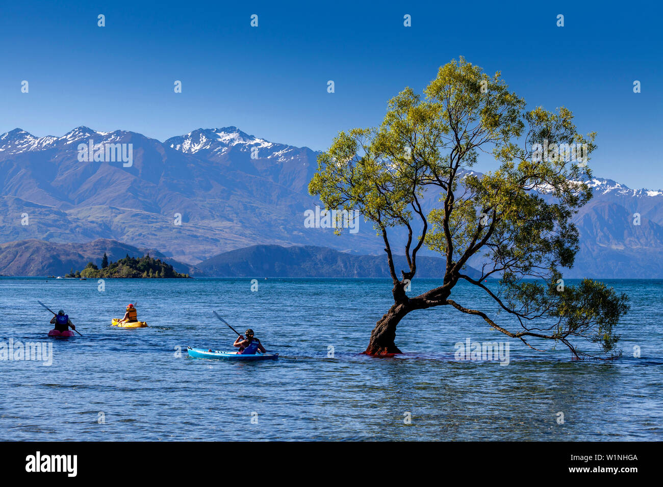 Persone kayak intorno all'iconica " Lone Tree" nel lago, lago Wanaka, Regione di Otago, Isola del Sud, Nuova Zelanda Foto Stock
