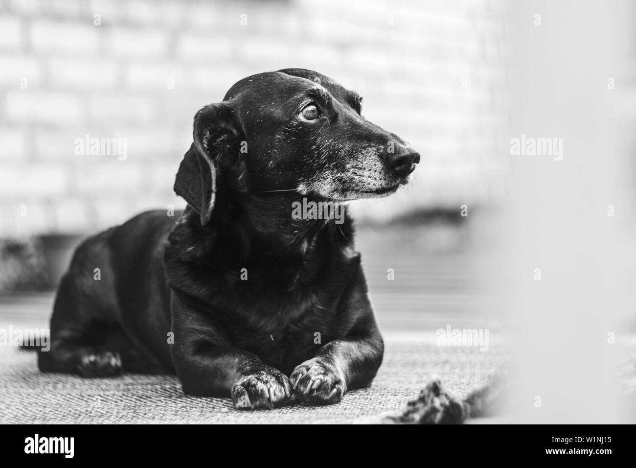 Ritratto di un vecchio stanco nero-dai capelli del cane bassotto nel cortile. Cane domestico con un muso grigio Foto Stock