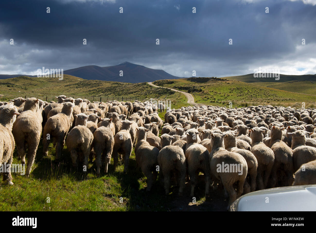 Unità di pecora in montagna della gamma Hawkdun, Otago, Isola del Sud, Nuova Zelanda Foto Stock