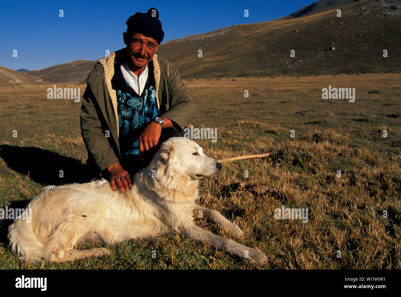 Schaefer, Hund, Campo Imperatore, Abruzzo, Italia Foto Stock