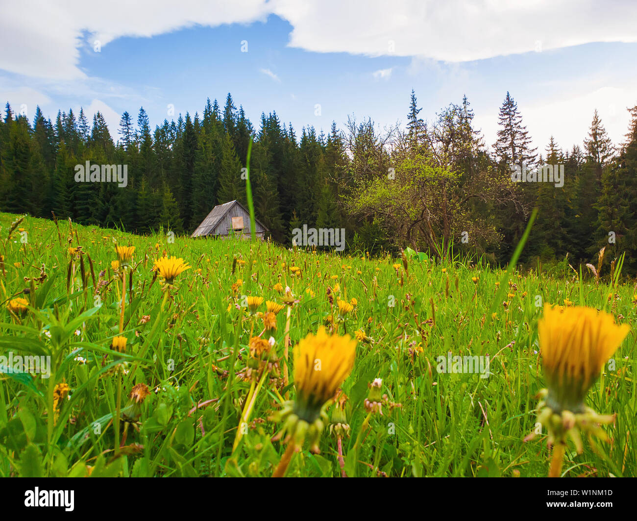 Fioritura di tarassaco giallo campo davanti un cottage nei boschi. Molla meraviglioso sfondo della scena con una vecchia casa nella foresta e la fioritura di me Foto Stock