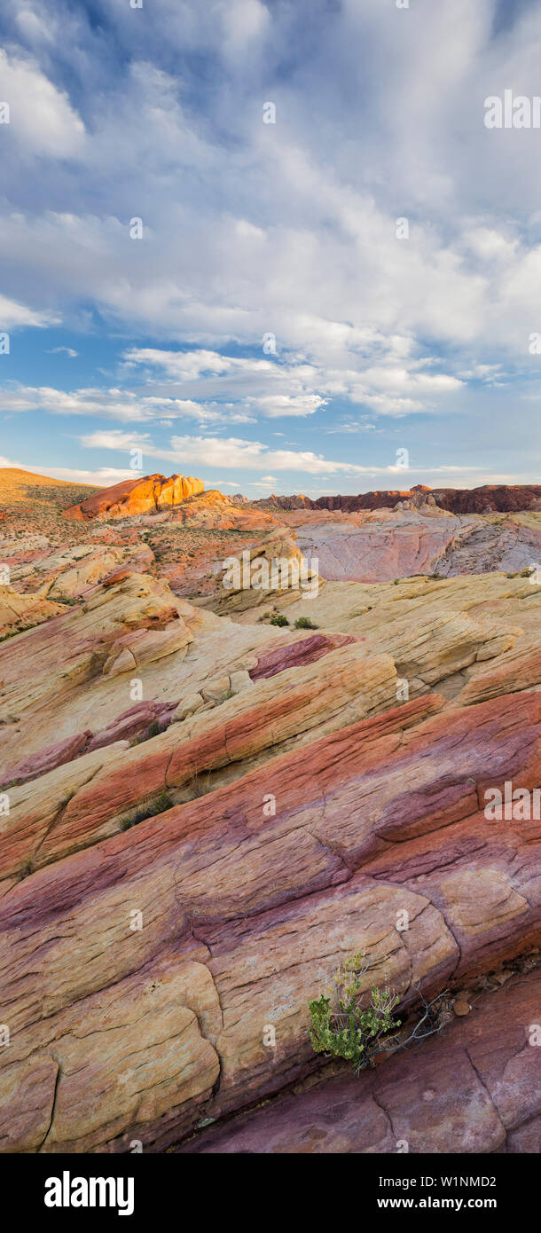 Sandstein, la Valle del Fuoco del parco statale, Nevada, STATI UNITI D'AMERICA Foto Stock