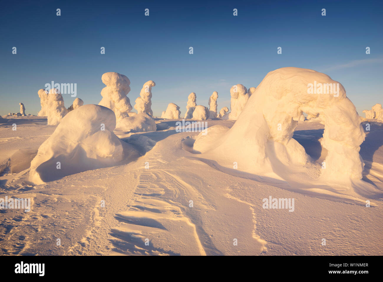 Boschi innevati e forte e gelido alberi in ultima luce della sera in inverno, Riisitunturi National Park, Kuusamo, Lapponia, Finlandia e Scandinavia Foto Stock