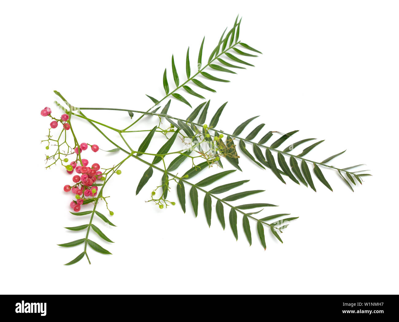 Shinus molle. Pepe peruviano, American pepe, peppertree peruviano, escobilla Foto Stock