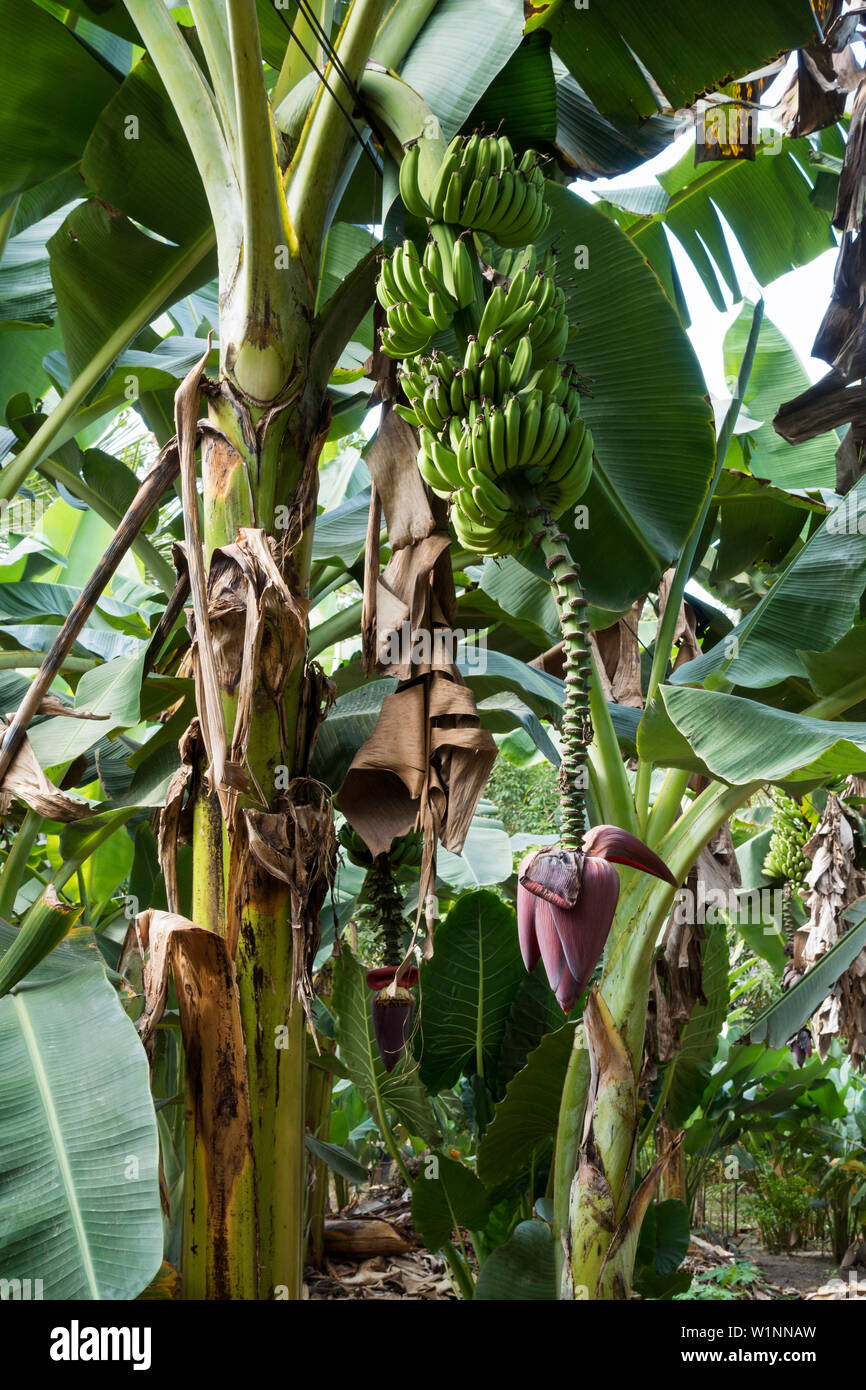 Banane, Musa spec., Perù Foto Stock