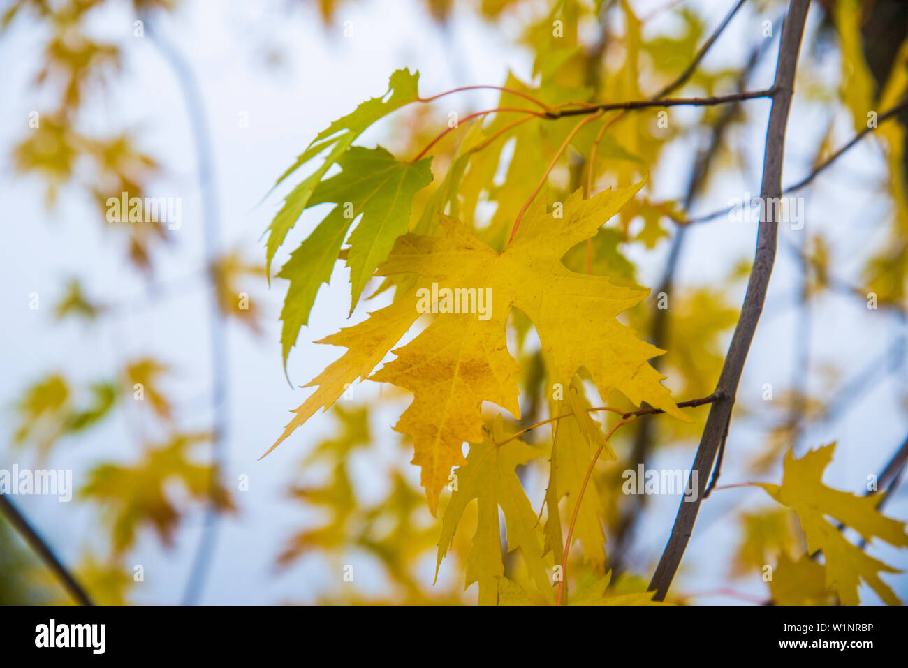 Foglie di autunno. Foto Stock