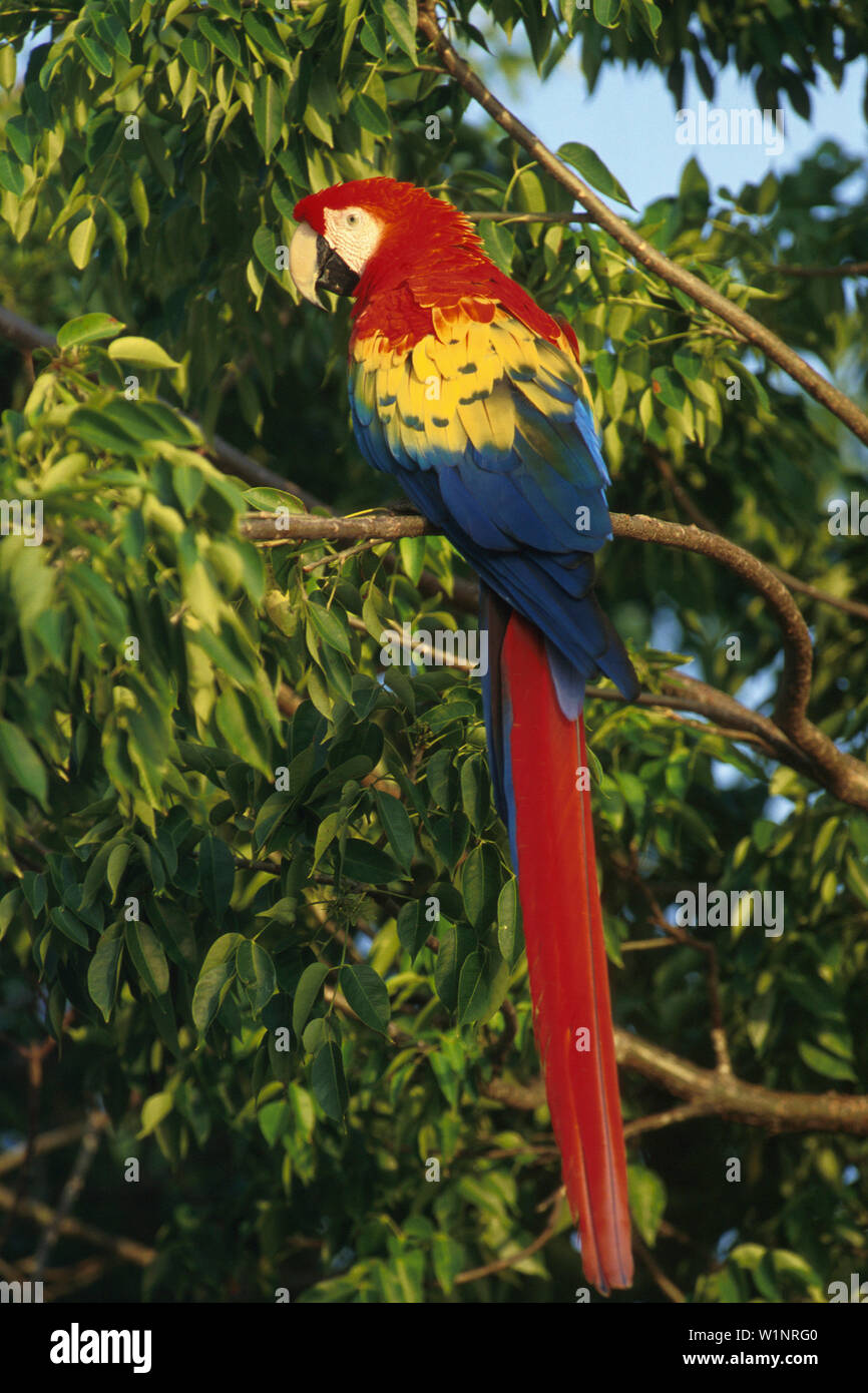 Ara, Papagei, Vogel Foto Stock