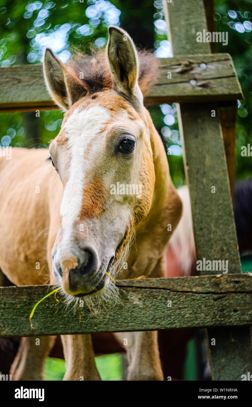 A cavallo con un divertente di museruola in stallo, Close Up Foto Stock