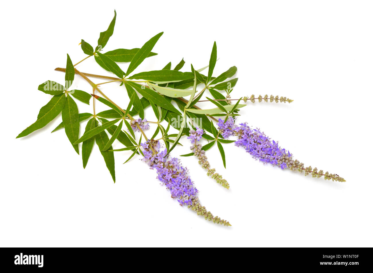 Vitex agnus-castus, casto albero o chastetree, chasteberry, Abramo IL BALM, lilla chastetree o del fratello pepe. Foto Stock