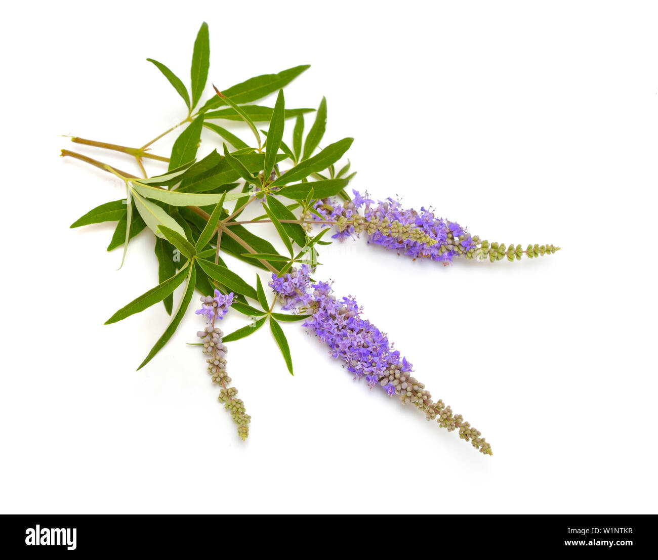 Vitex agnus-castus, casto albero o chastetree, chasteberry, Abramo IL BALM, lilla chastetree o del fratello pepe. Foto Stock
