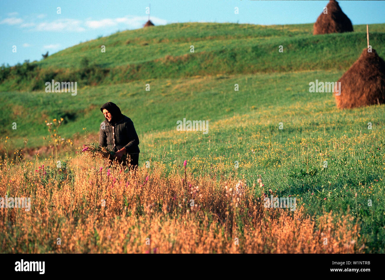 Contadina, Maramures Romania Foto Stock