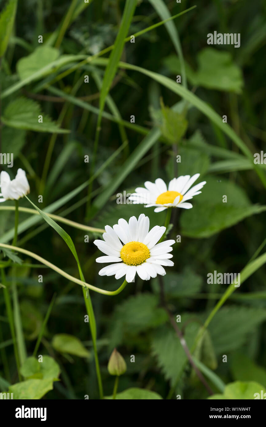 Oxeye daisys nel letto di erbaccia Foto Stock