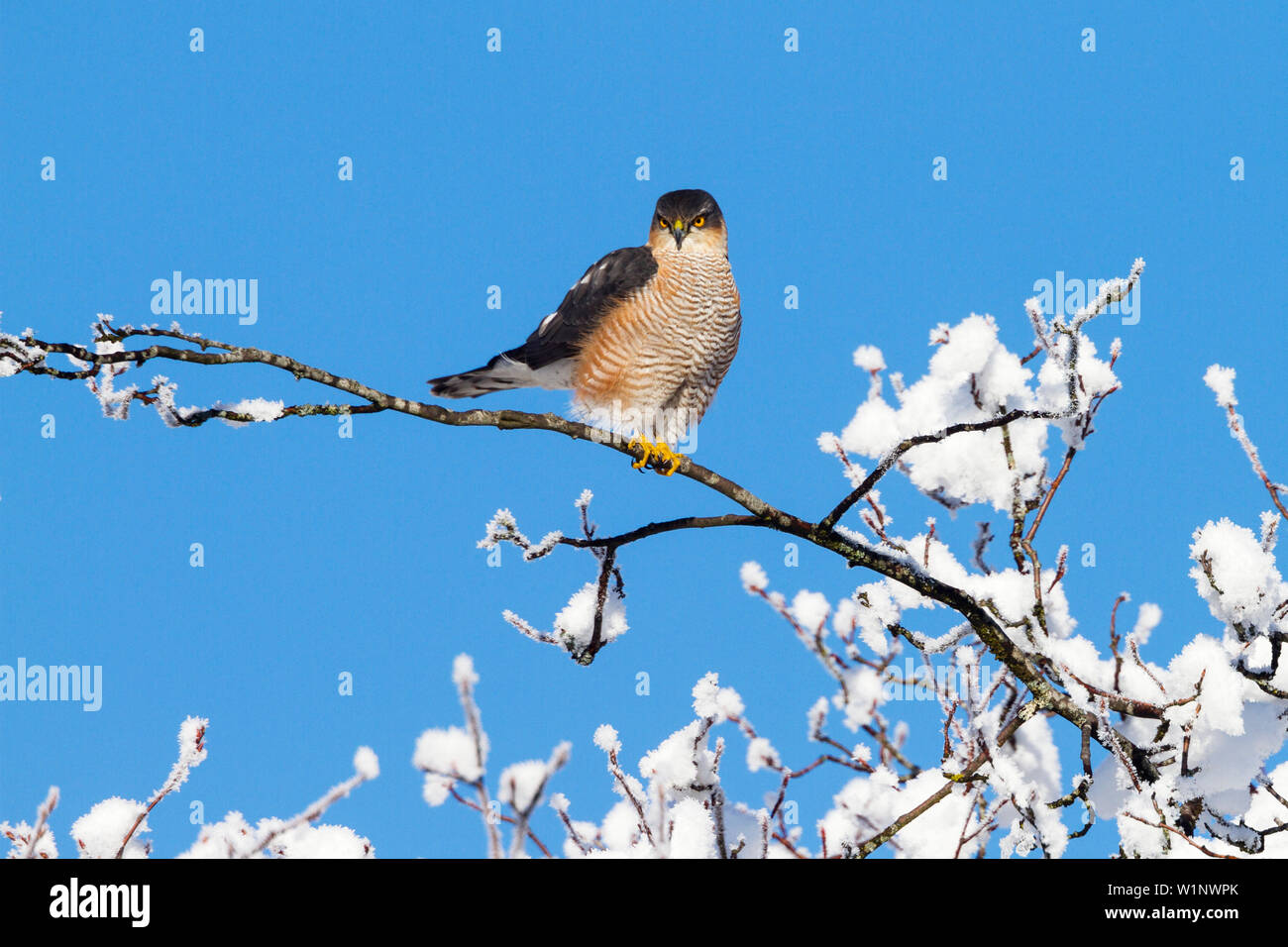 Sparviero maschio in inverno, Accipiter nisus, Alta Baviera, Germania, Europa Foto Stock