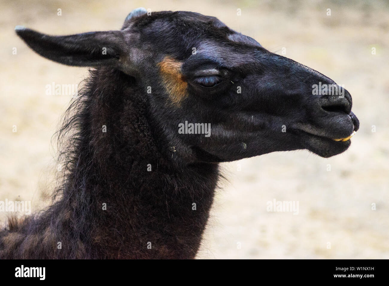 Carino il ritratto di un Nero Lama vicino. Lama Glama. Mammifero Foto Stock