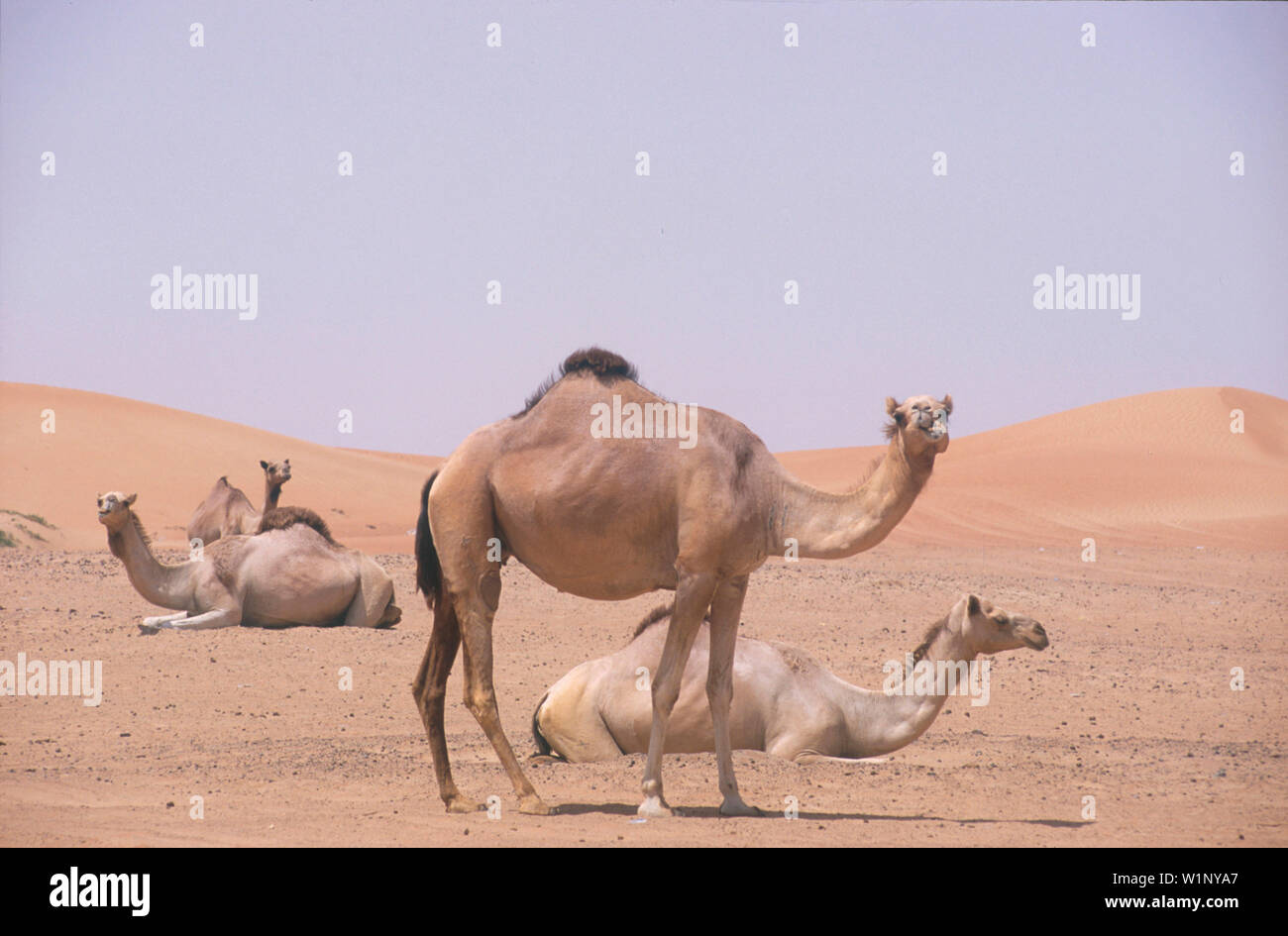 Kamele, Dubai Vereinigte Arabische Emirate Foto Stock