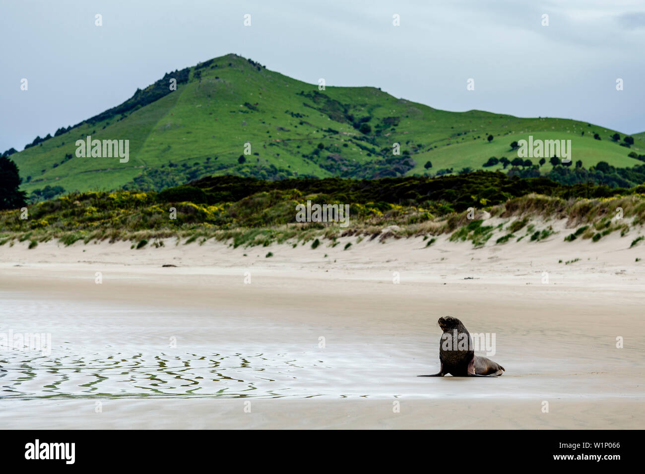 Un leone di mare sulla spiaggia di Surat Bay, il Catlins, Isola del Sud, Nuova Zelanda Foto Stock