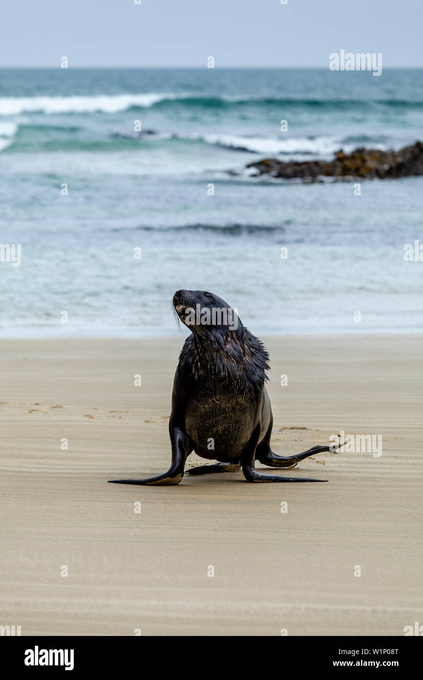 Un leone di mare sulla spiaggia di Surat Bay, il Catlins, Isola del Sud, Nuova Zelanda Foto Stock