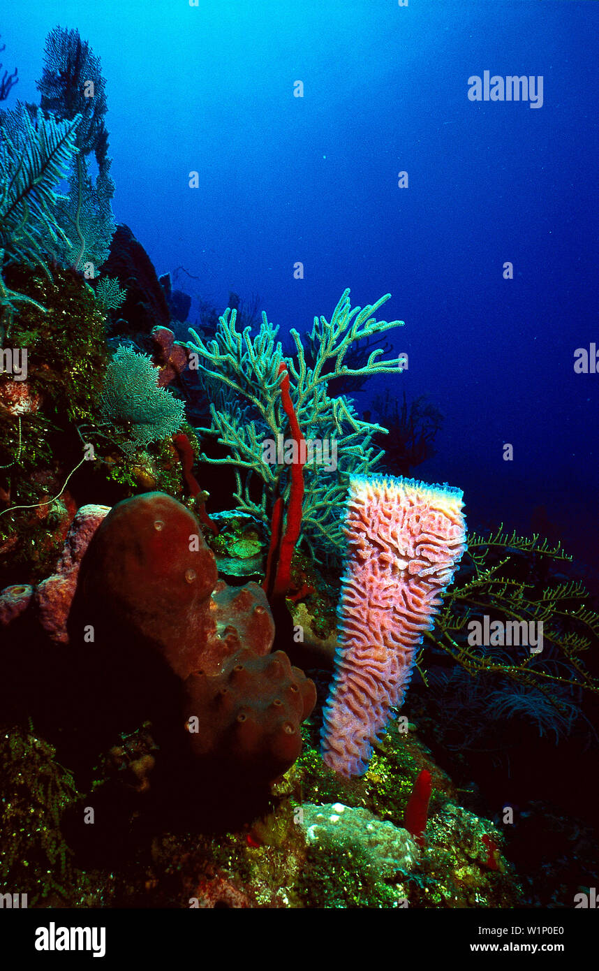 Korallen, Unterwasseraufnahme Karibik Foto Stock
