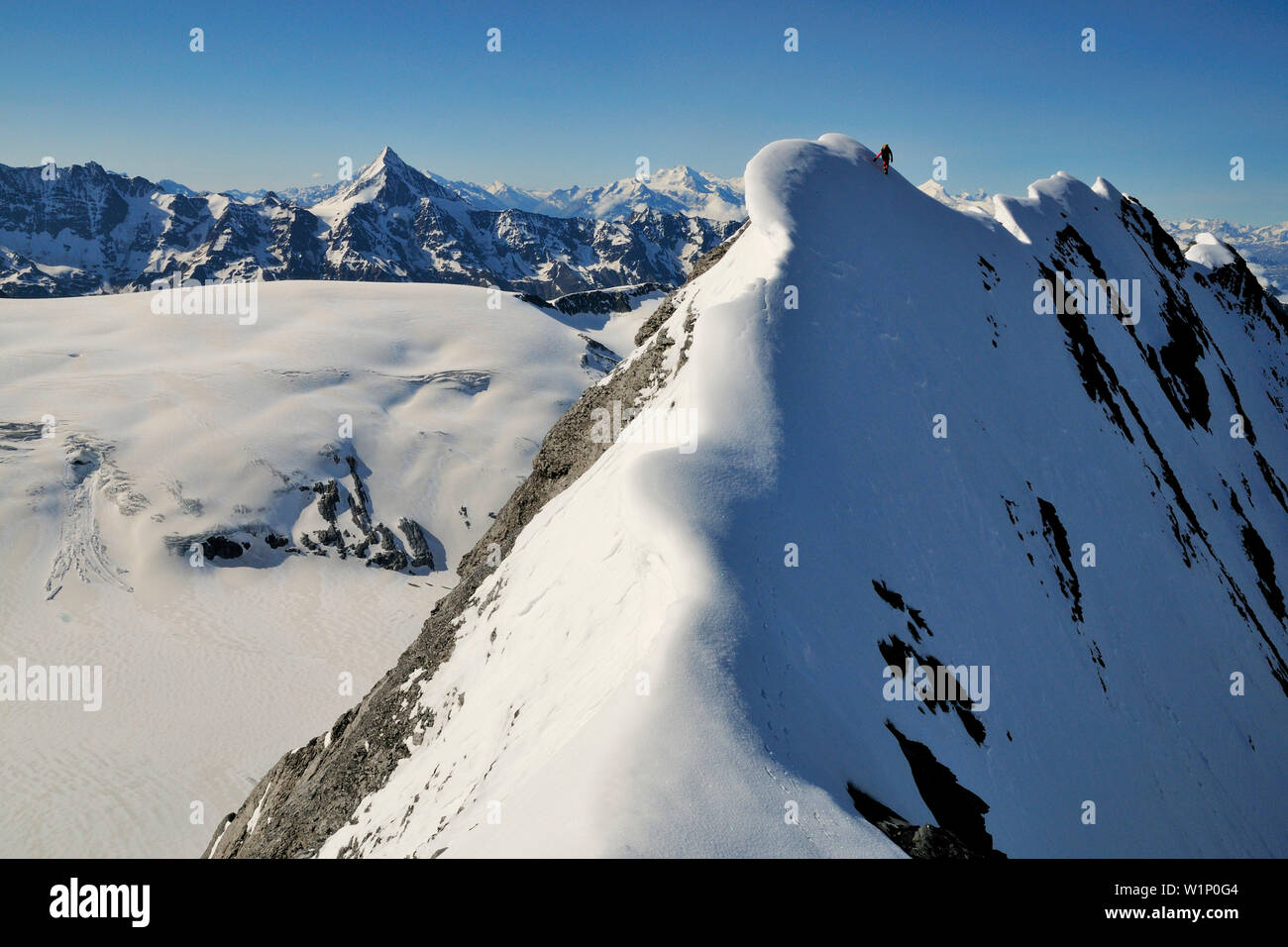 Alpinista sul crinale di Wisse Frau, Blümlisalp 3661] (m), Alpi Bernesi, Svizzera Foto Stock