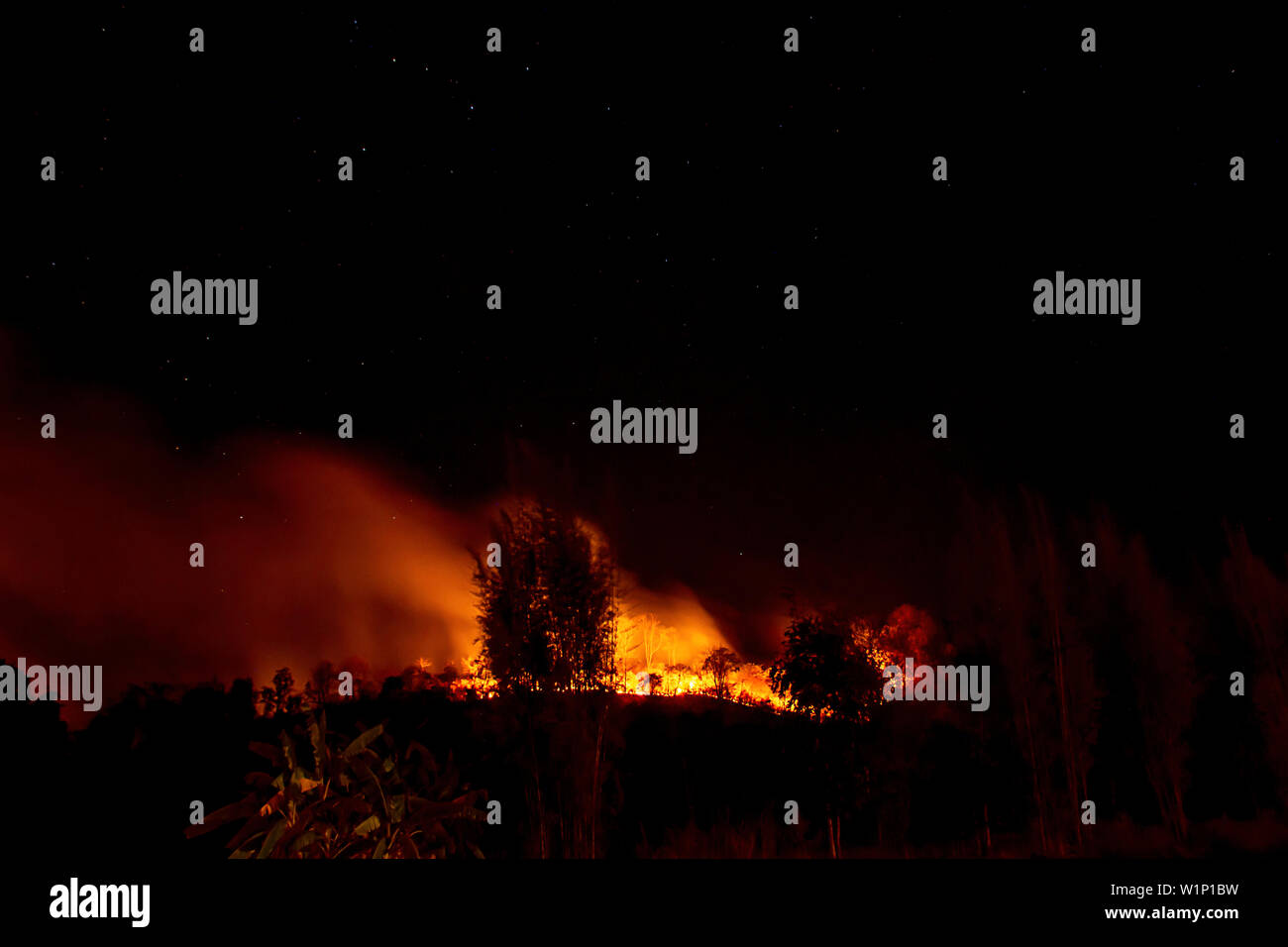 Il fuoco era di bruciare gli alberi sulla montagna di notte con tutte le stelle nel cielo. Foto Stock