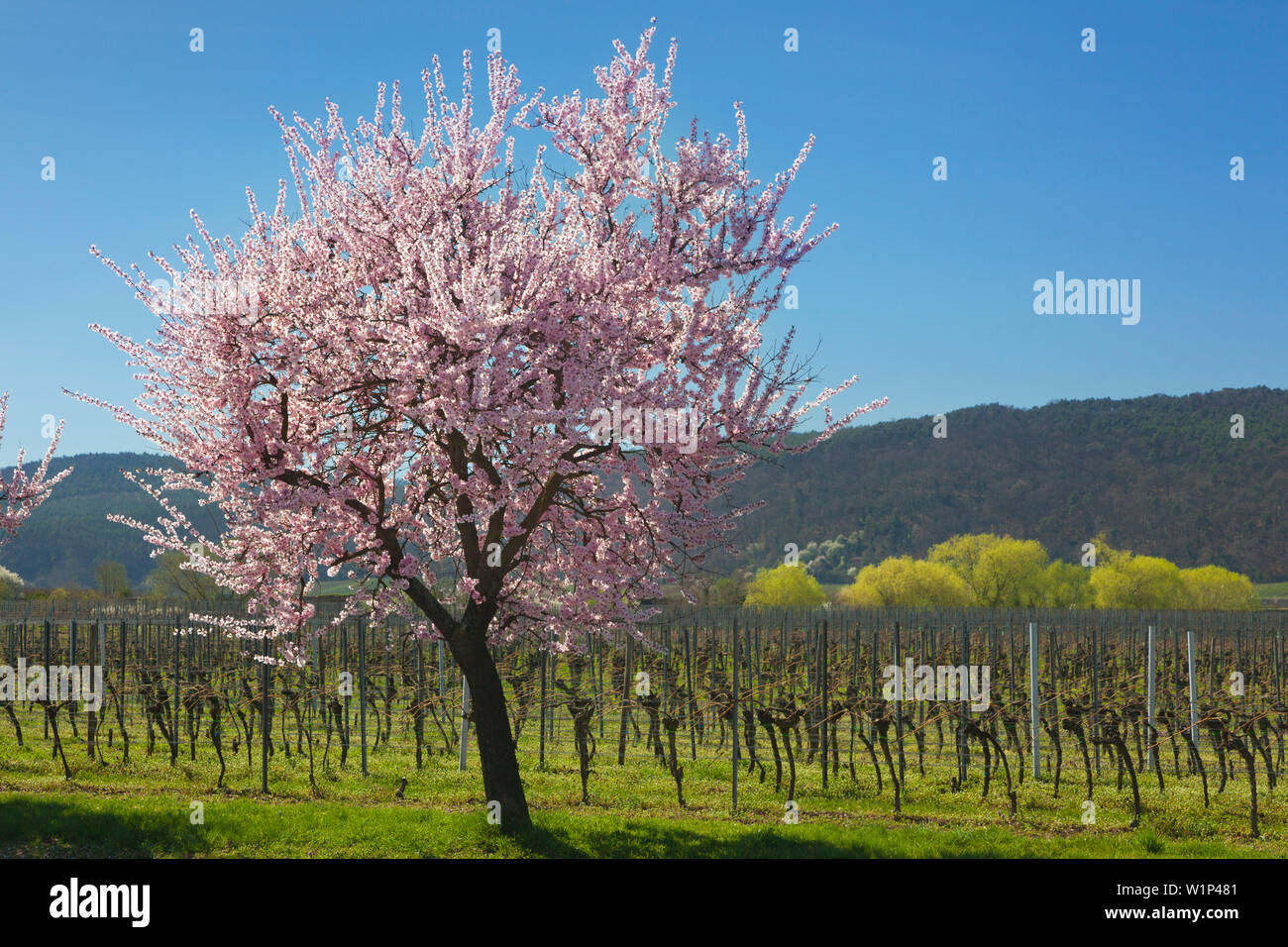 Fiore di mandorla, Mandelbluetenweg, Deutsche Weinstrasse (tedesco la strada del vino), Pfalz, Renania-Palatinato, Germania Foto Stock