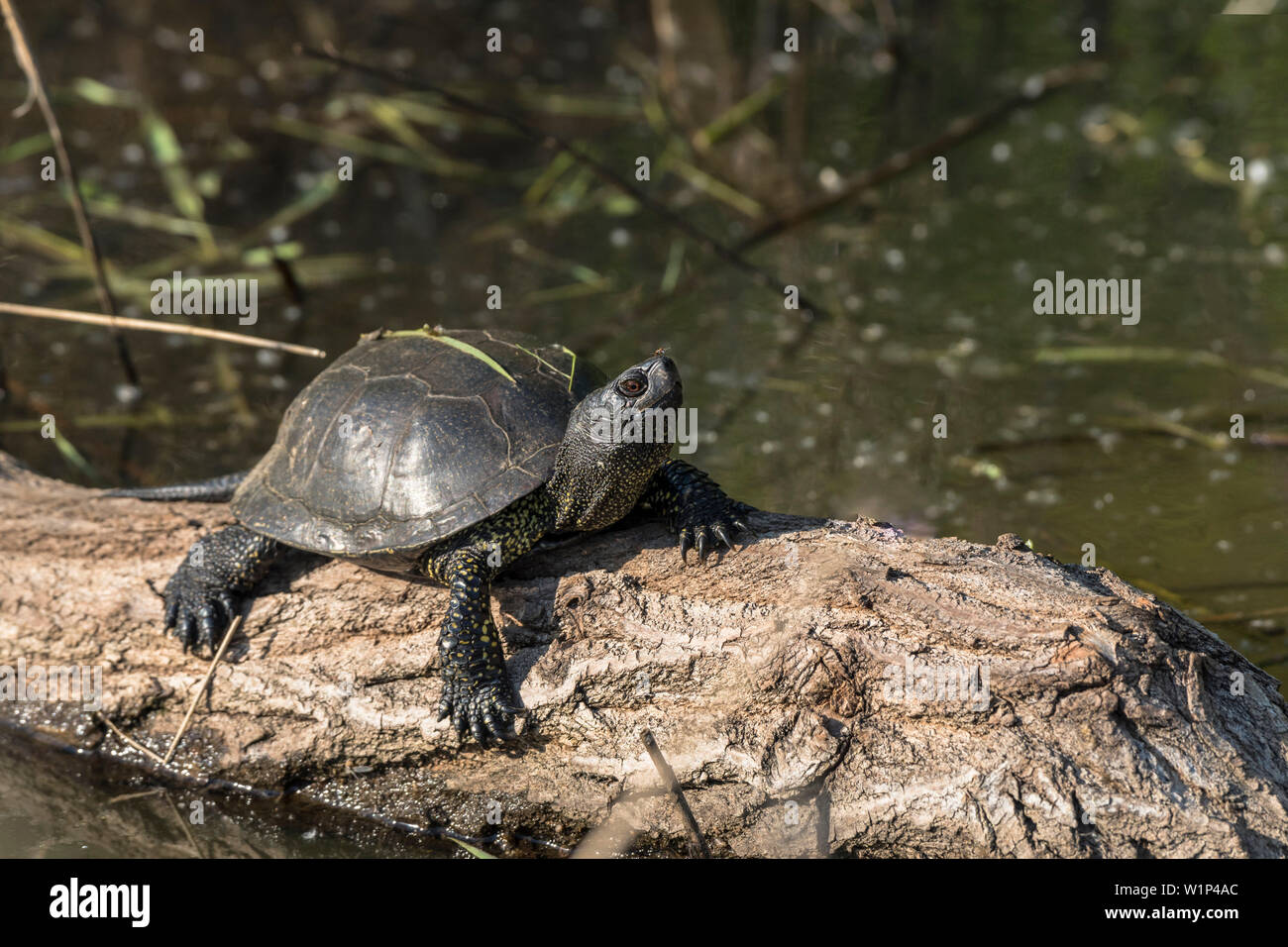 Rara Testuggine palustre (Emys orbicularis) Foto Stock