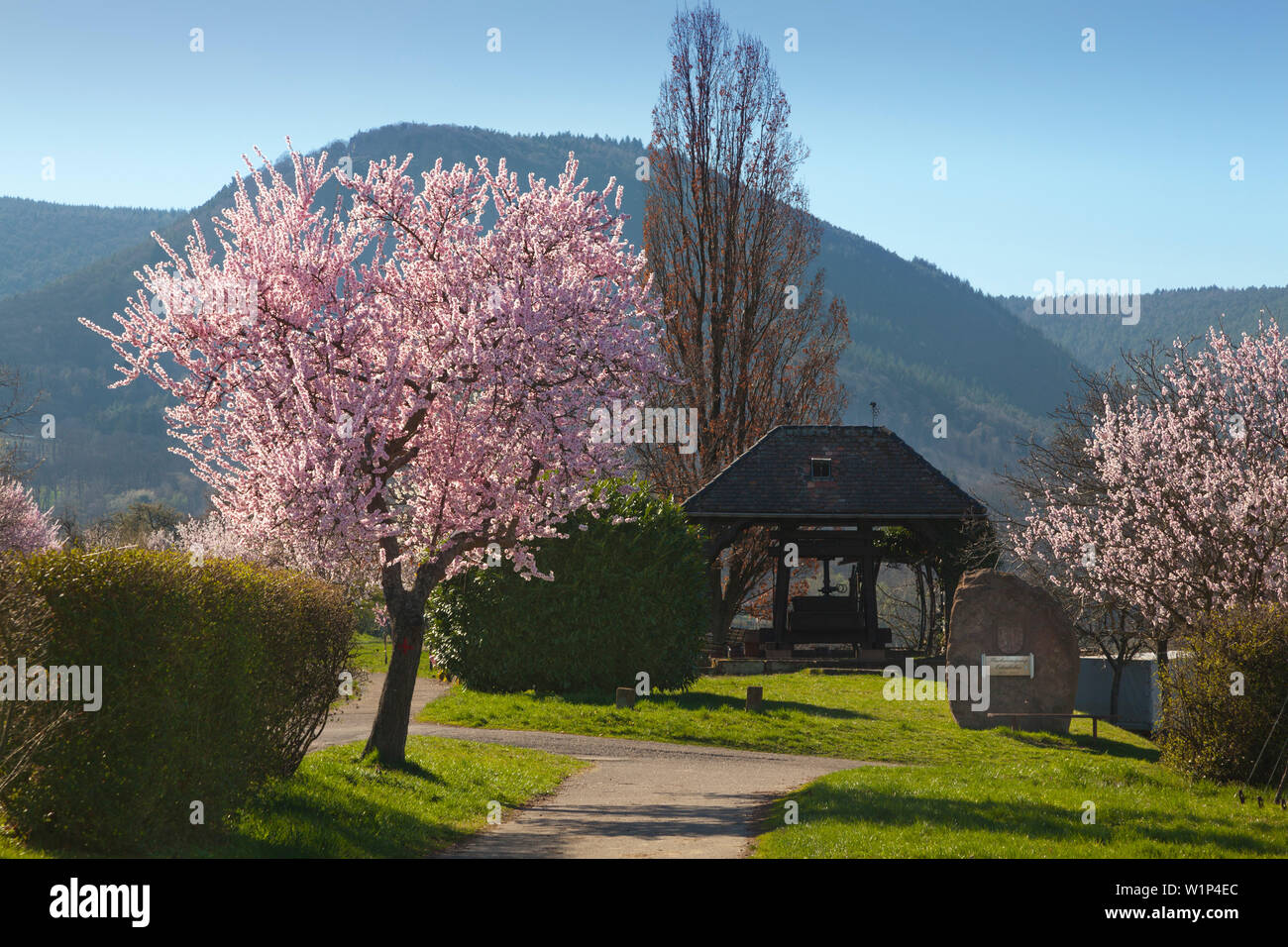 Fiore di mandorla e vino vecchio premere, vicino Rhodt unter Rietburg, Mandelbluetenweg, Deutsche Weinstrasse (tedesco la strada del vino), Pfalz, Renania-Palatinato, Foto Stock