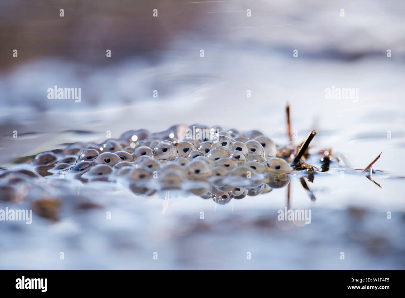 Frog spawn in acqua congelata pozzanghera, moor lago Oberallgaeu, Allgaeu, Oberstdorf, Germania Foto Stock