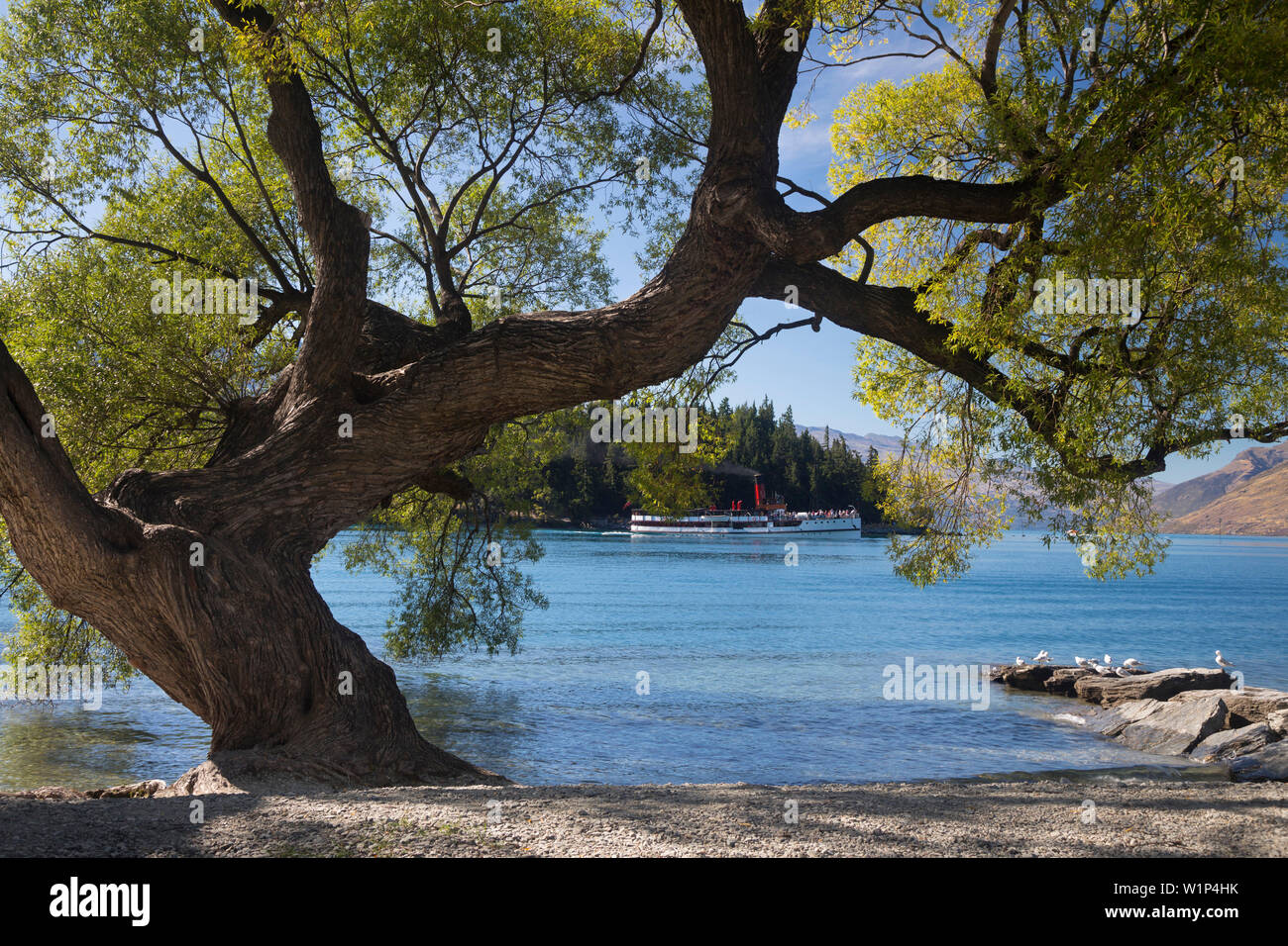 Albero in riva al lago, Queenstown, Otago, Isola del Sud, Nuova Zelanda, Oceania Foto Stock