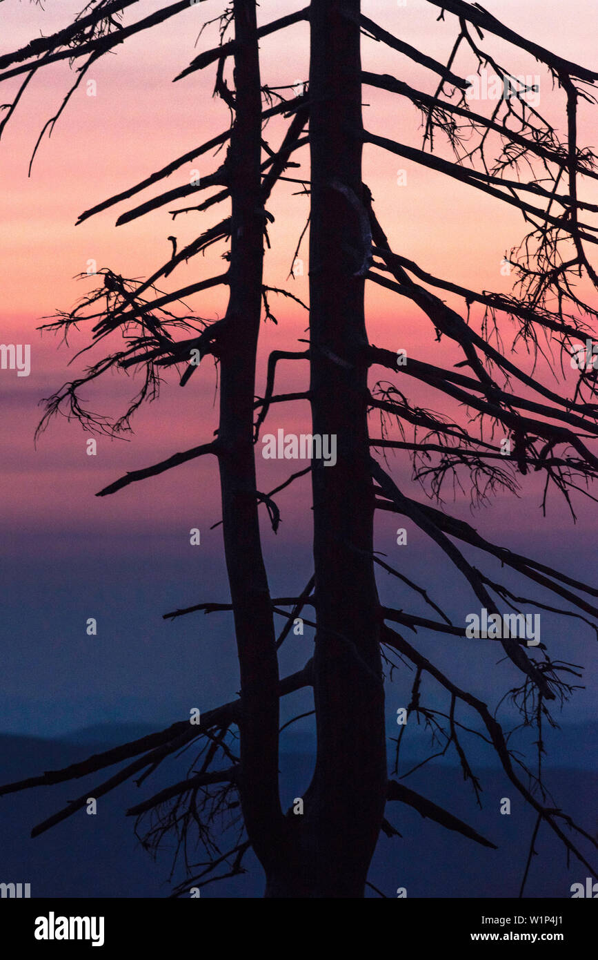 Harz, Sassonia-Anhalt, montagna, climatica, sport invernali, area ricreativa, vacanza in famiglia, escursionismo, paesaggio, tramonto, crepuscolo, pini, Foto Stock