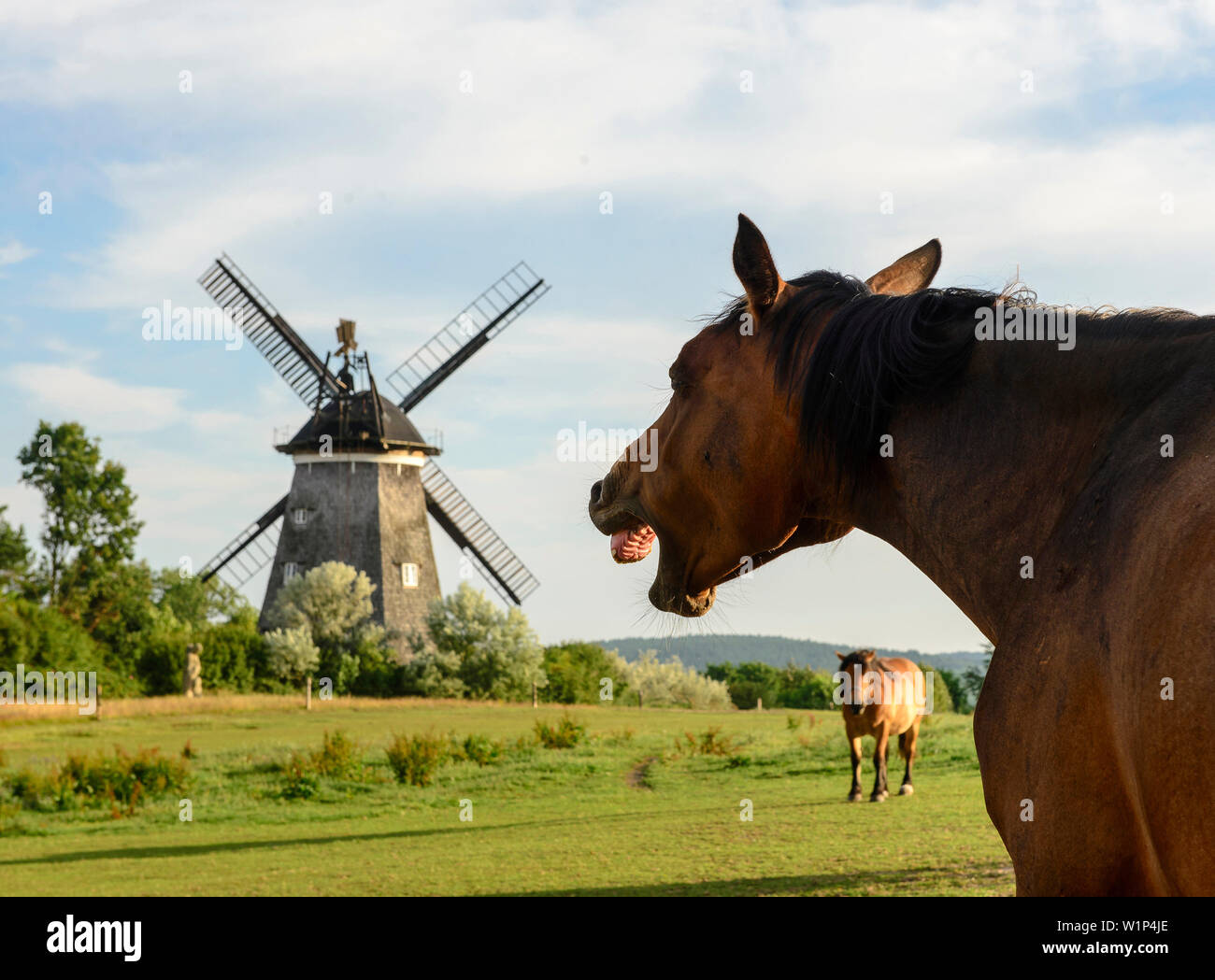 Ridere cavallo nella parte anteriore del mulino a vento a Benz, Usedom, Ostseeküste, Meclemburgo-Pomerania Germania Foto Stock