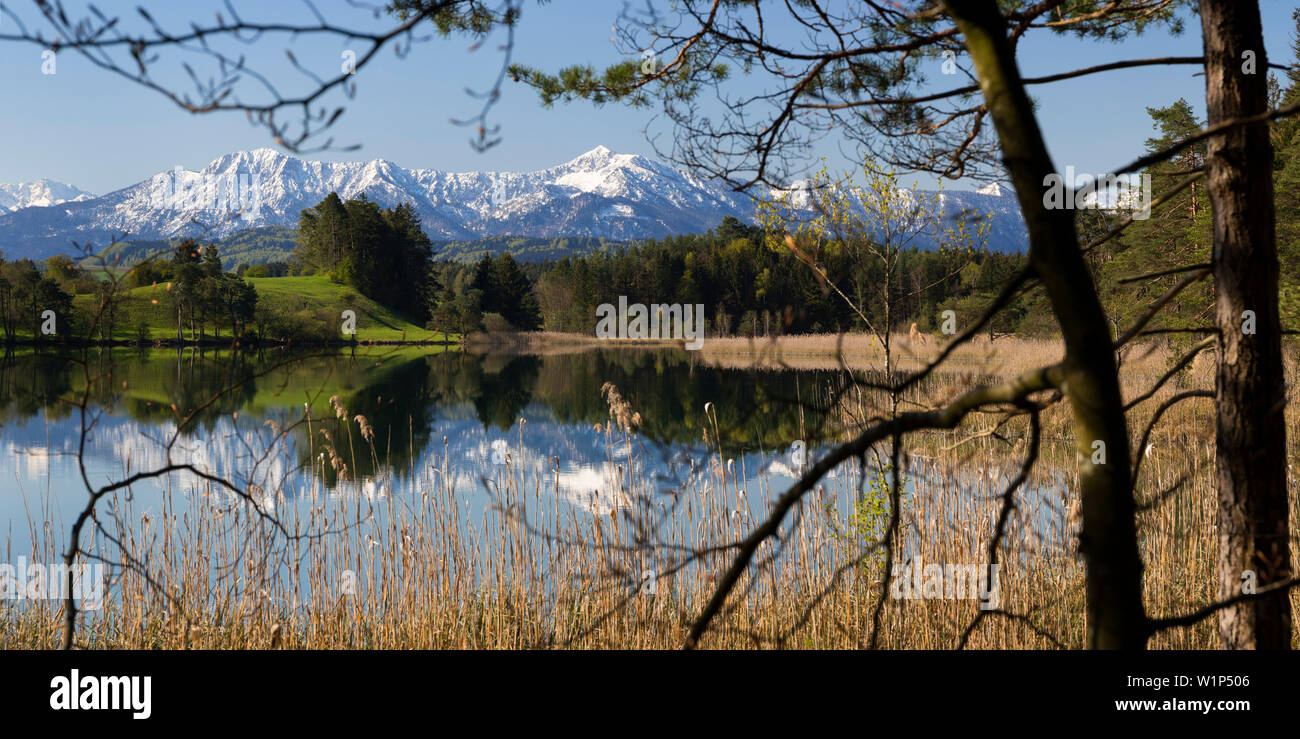 Lago vicino Fohnsee Iffeldorf, Osterseen, Pasqua laghi, Alta Baviera, Germania, Europa Foto Stock