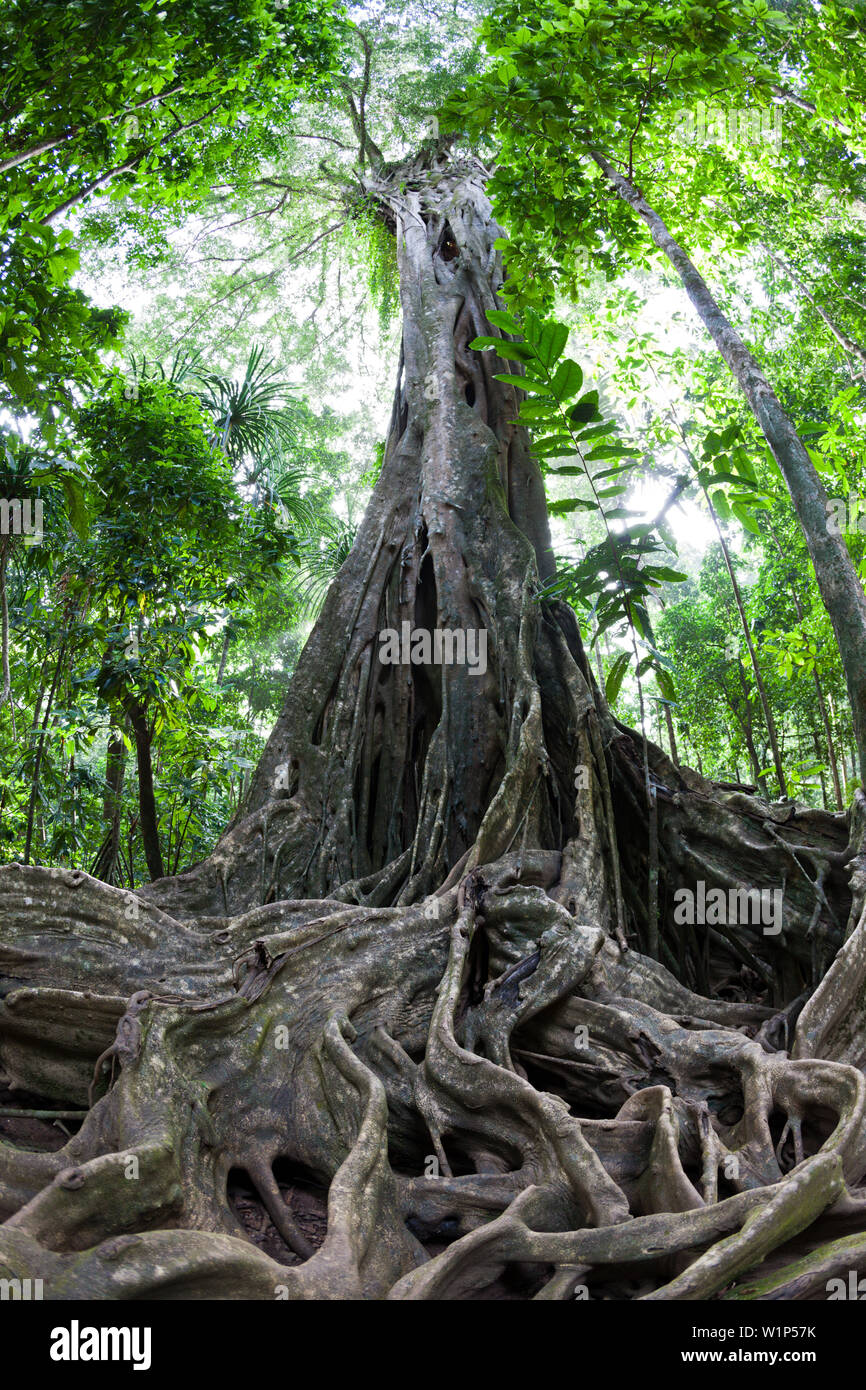Radici quadrate di Giant Strangler Fig Tree, Ficus sp., Isola Christmas, Australia Foto Stock