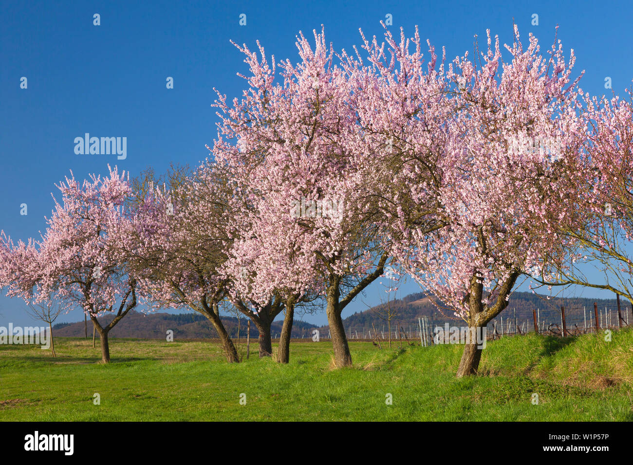 Almond blossom vicino a Siebeldingen, Mandelbluetenweg, Deutsche Weinstrasse (tedesco la strada del vino), Pfalz, Renania-Palatinato, Germania Foto Stock