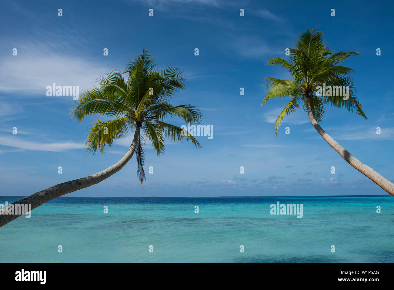 Due palme con lungo linee curve sembrano raggiungere fuori verso un fondo di acqua turchese e cieli blu, Bock Isola, Atollo Ujae, Marshall Isla Foto Stock