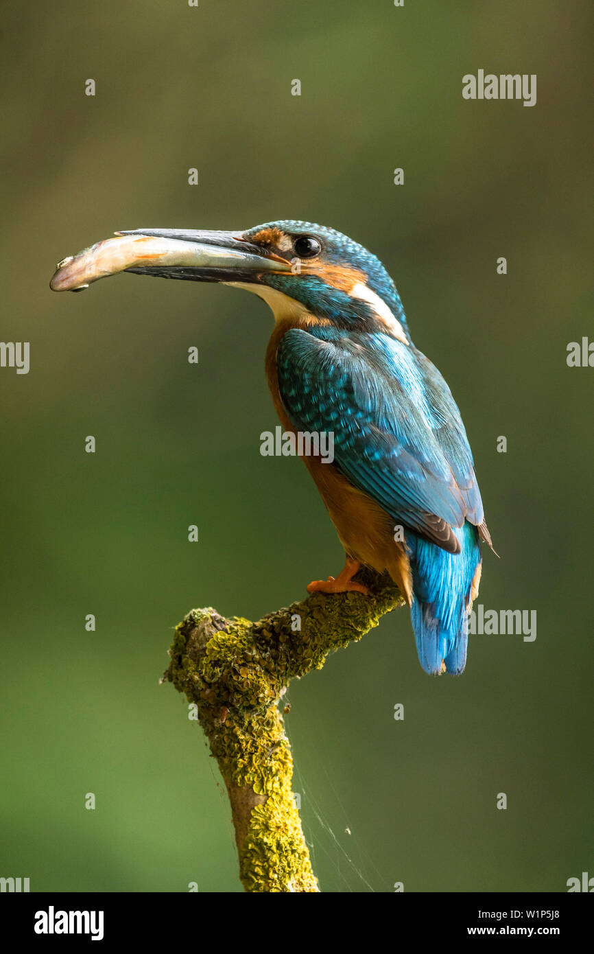 Primo piano della kingfisher con pesce nel becco Foto Stock