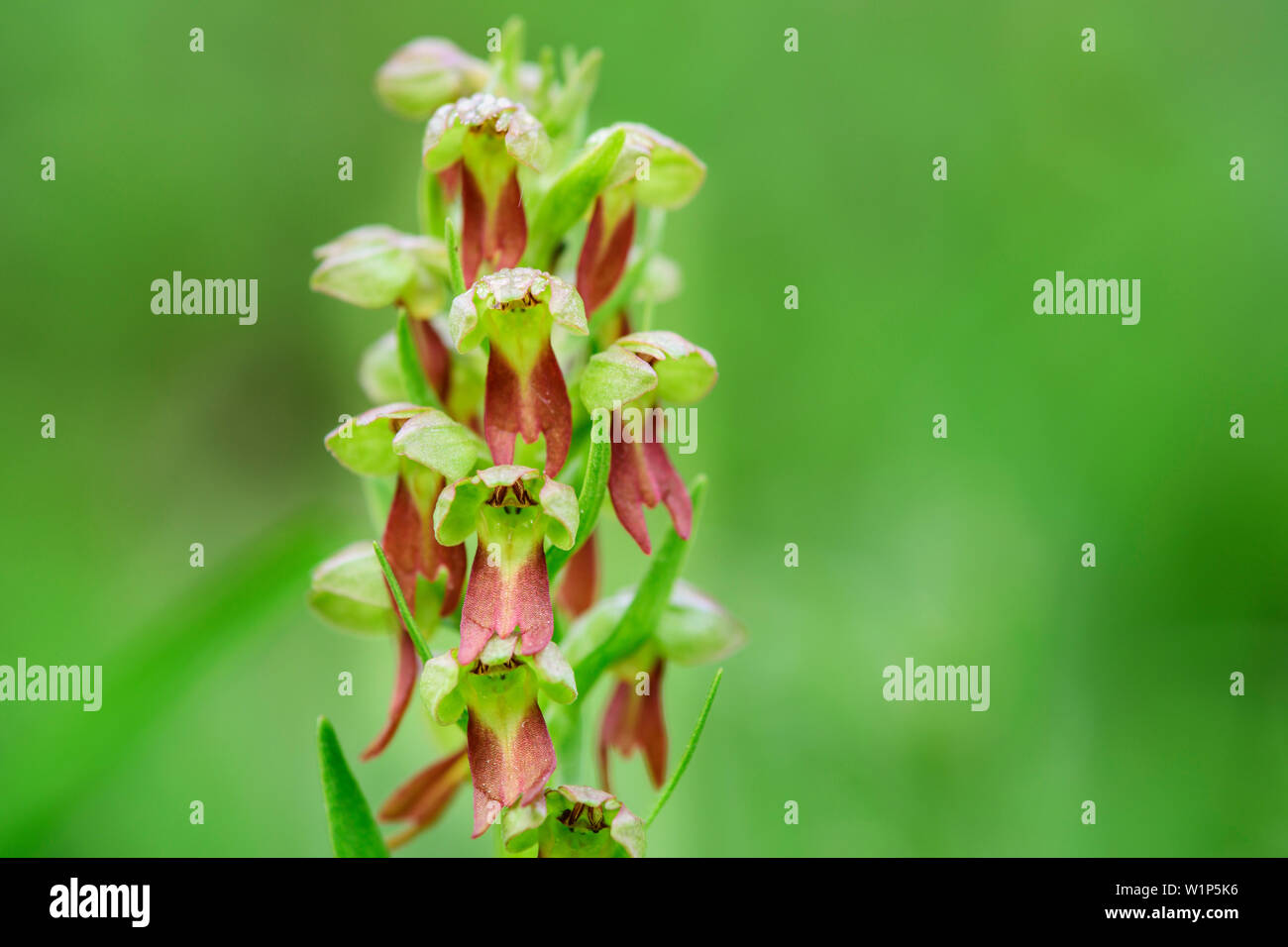 Frog orchid, Coeloglossum viride, Val Maira, Alpi Cozie, Piemonte, Italia Foto Stock
